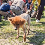 Oburg Dog Stuck 1