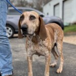 Daisy Duke