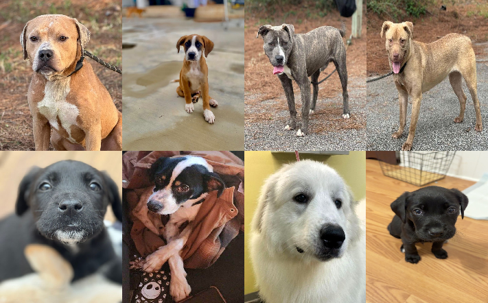 20240311pups