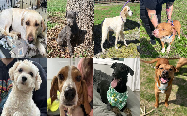 20240308pups