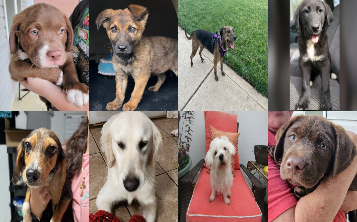 20240318pups