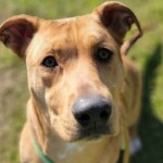 Scrappy Doo