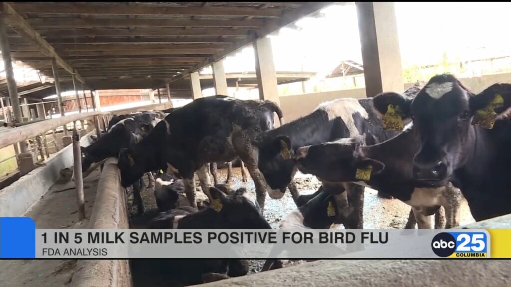 Fda: 1 In 5 Milk Samples Show Traces Of Bird Flu