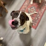 Molly Mae