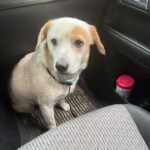 Doug