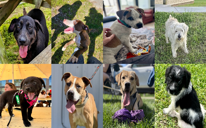 20240403pups