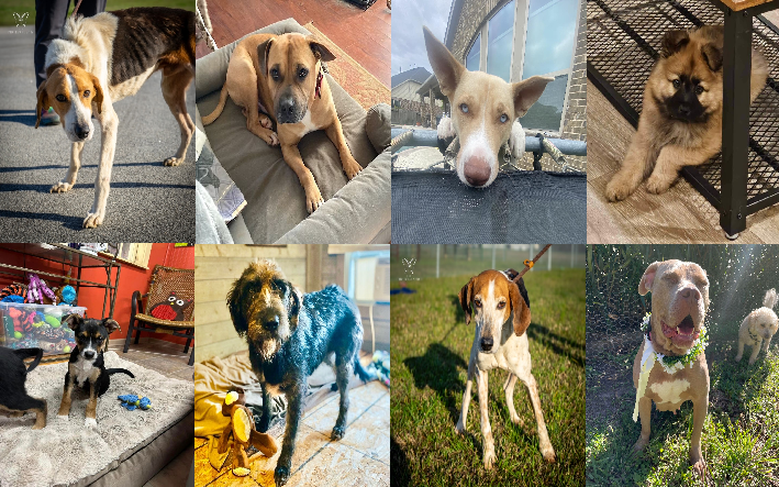 20240405pups