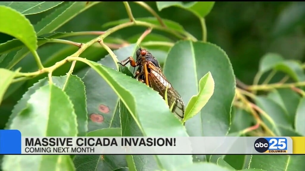 Cicadas Are Coming