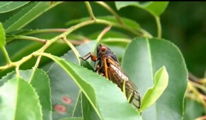Cicadas Are Coming