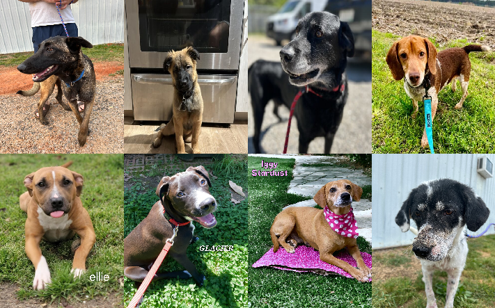 20240412pups