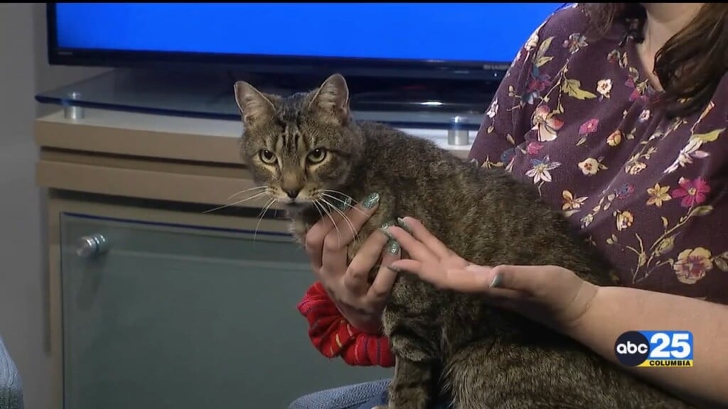 Pet Of The Week Boney