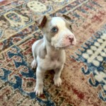 Wilbur