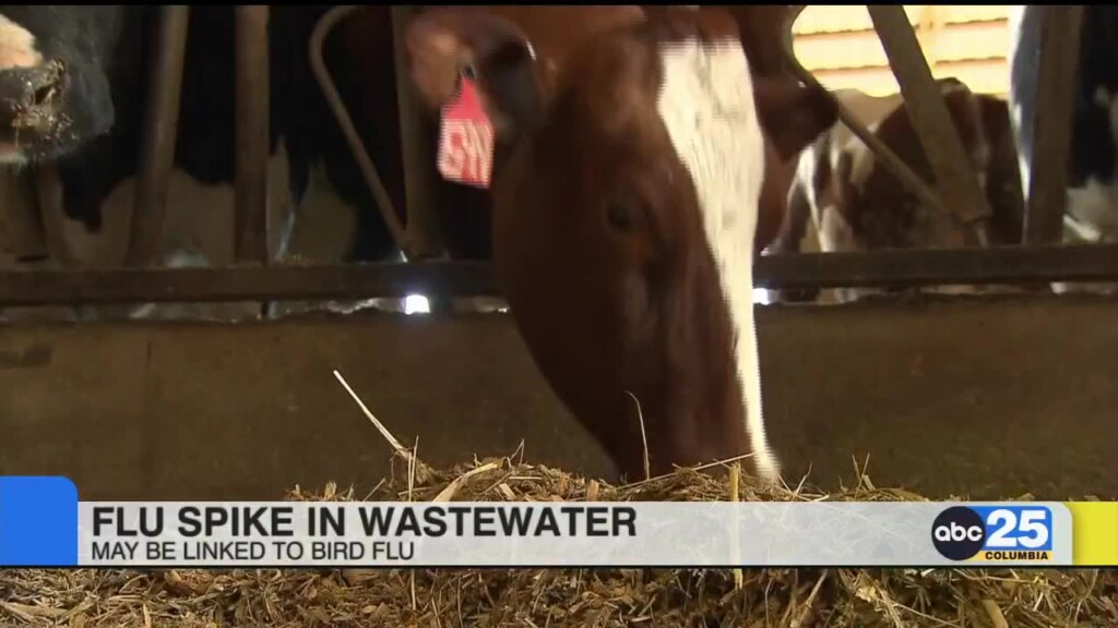 Spike: Flu Spike In Wastewater May Be Linked To Bird Flu