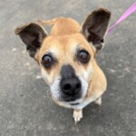Mimi