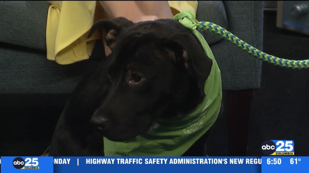 Pet Of The Week: Agnes