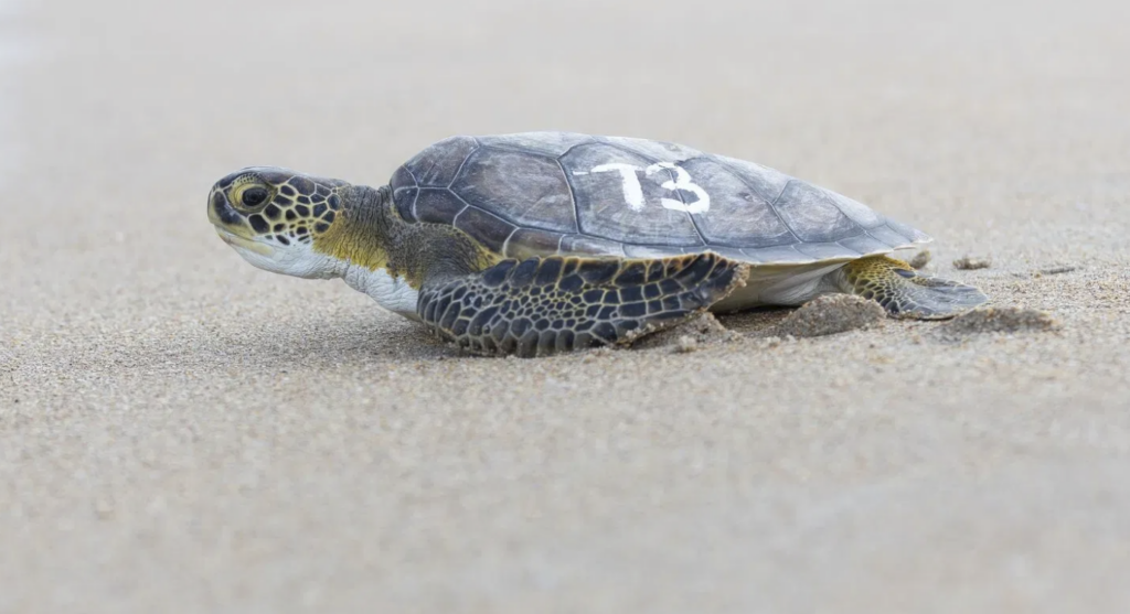 Sea Turtle