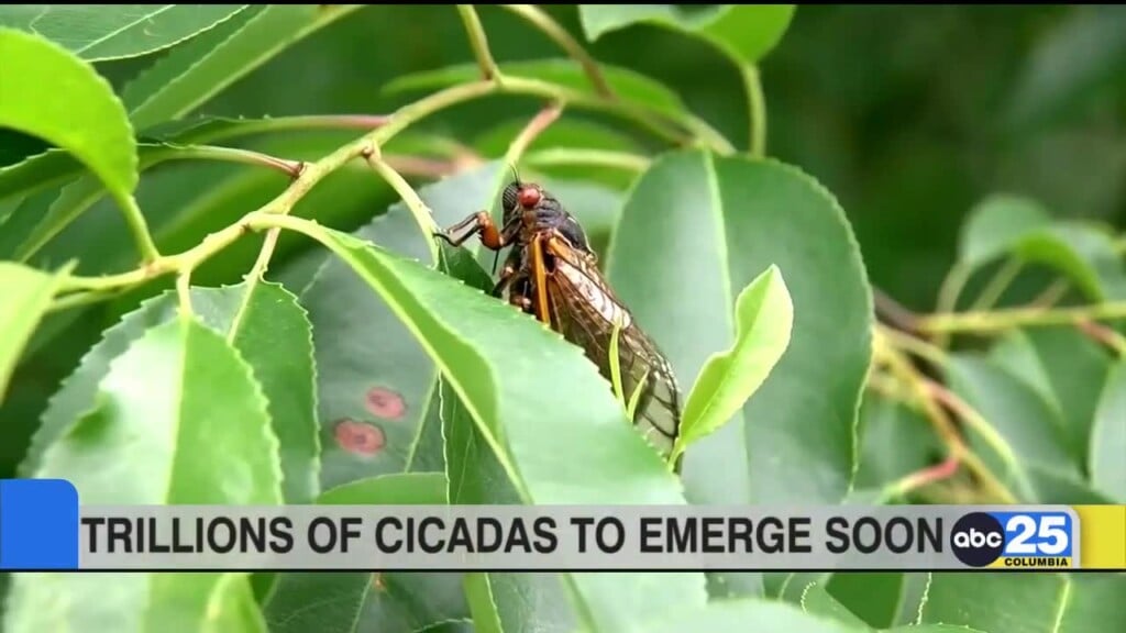 Trillions Of Cicadas