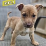 Meli
