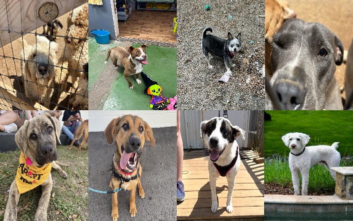 20240425pups