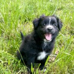 Banjo
