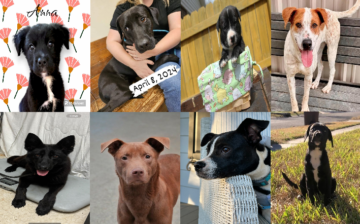 20240409pups