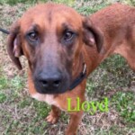 Lloyd The Redbone Coonhound