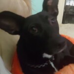 Frankie