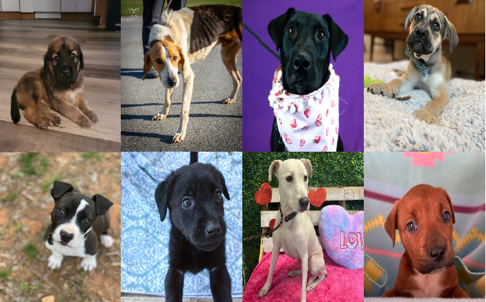 20240404pups