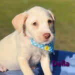 Della