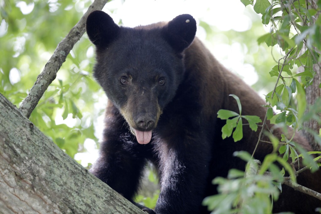 Louisiana Black Bears Hunting