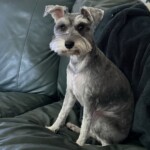 Sookie