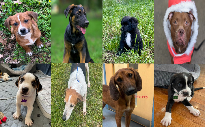 20240423pups