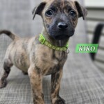 Kiko
