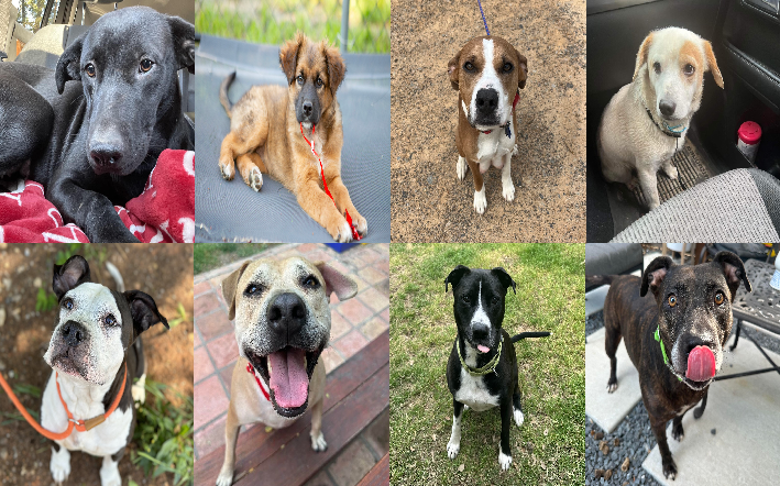 20240416pups