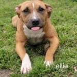 Ellie