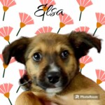 Elsa