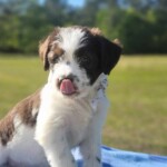 Dailynn