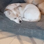 Ari