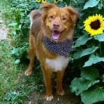 Riggs