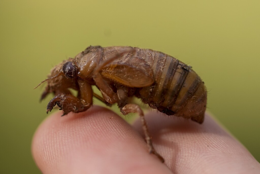 Aptopix Cicadas Invasion