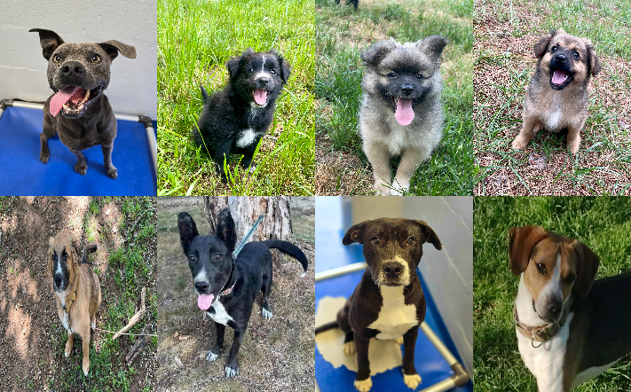 20240422pups