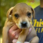 Tulip