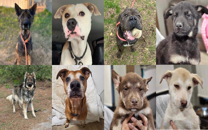 20240401pups