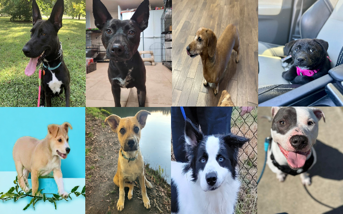 20240415pups