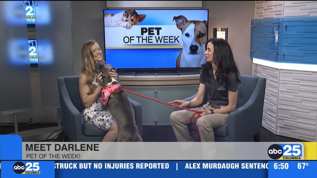 Pet Of The Week: Darlene