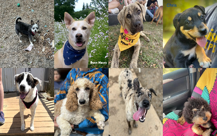 20240424pups
