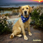Goldfella