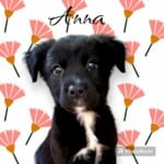 Anna