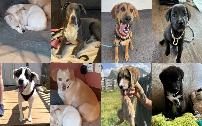 20240429pups
