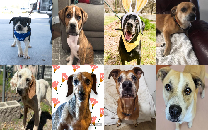 20240402pups